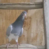 خرقه روس