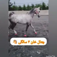 نریون عرب مصری|اسب و تجهیزات اسبسواری|مشهد, شهرک صنعتی توس|دیوار