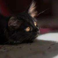 واگذاری رایگان بچه گربه