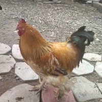 تخم بوقلمون و خروس