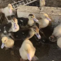 اردک اسرائیلی جوجه|حیوانات مزرعه|کرج, شهرک یاس جنوبی|دیوار