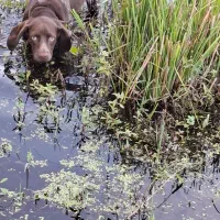 سگ پوینتر آلمانی|سگ|رودسر, |دیوار