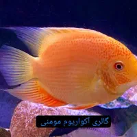 گالری آکواریوم مومنی ماهی تگزاس|ماهی|نیشابور, امام|دیوار