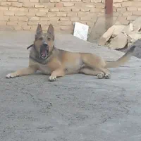 ژرمن شپرد|سگ|کبودرآهنگ, |دیوار