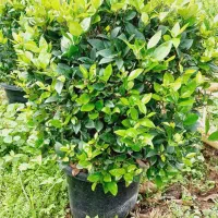 یاس هلندی آماده فروش|گل و گیاه طبیعی|چابکسر, |دیوار