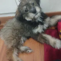 واگذاری 3 عددتوله سگ 3 ماهه واکسن خورده +شناسنامه|سگ|تهران, علم و صنعت|دیوار