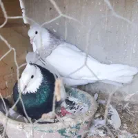 کبوتر طوقی سرور