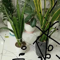 حراج گل های سالم و سرحال و خانگی