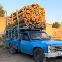 خرید و برش چوب درخت بالاتراز قیمت بازار