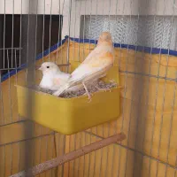 قناری جفت|پرنده|ساوه, |دیوار