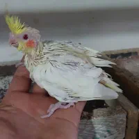 جوجه عروس هلندی