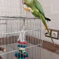 طوطی ملنگو نر|پرنده|پیشوا, |دیوار