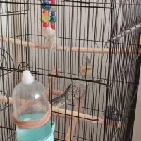 عروس هلندی گل باقالی