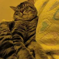 واگذاری گربه|گربه|برازجان, |دیوار