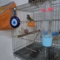 قناری و سهره|پرنده|بوئین زهرا, |دیوار