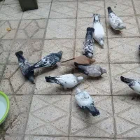کفتر|پرنده|مشهد, رستگار|دیوار