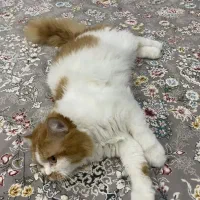 گربه بریتیش (نر)|گربه|قم, باسکول|دیوار