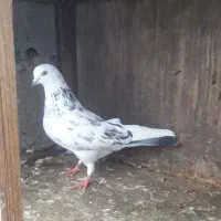 دو عدد ماده پرشی|پرنده|چمستان, |دیوار