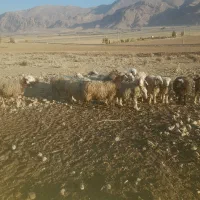 میش درجه یک