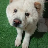 چاوچاو جهت جفت گیری