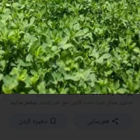 هشت تون یونجه برداشت چهارم