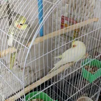 جفت عروس گمشده