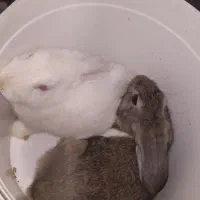 خرگوش|موش و خرگوش|شهریار, شهریار|دیوار