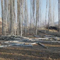 خرید درخت|خدمات باغبانی و درختکاری|ماکو, |دیوار