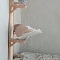 کفتر صیدقلدر|پرنده|مشهد, گرجی علیا|دیوار