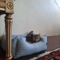 گربه بریتیش|گربه|تبریز, |دیوار