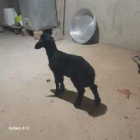 بره شیری قره قزل