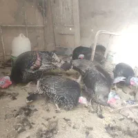 بوقلمون تخم گذار