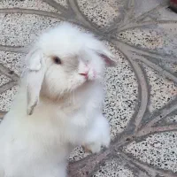 خرگوش لوپ بالغ