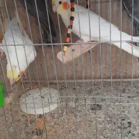 عروس هلندی های بالغ|پرنده|بجنورد, |دیوار