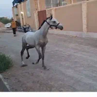 کره نریون عرب مصری کره عبودی عرب