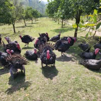 بوقلمون جنگلی