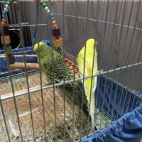 مرغ عشق گرید A هلندی|پرنده|اصفهان, سرشبادران|دیوار