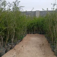 درخت انار دون سیاه