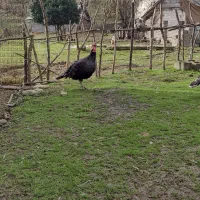 شاخدار محلی و بوقلمون محلی|حیوانات مزرعه|ماکلوان, |دیوار