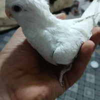 عروس هلندی البینو نر و ماده زیر قیمت|پرنده|تهران, منیریه|دیوار