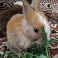 بچه خرگوش لوپ پشمالو