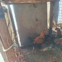 خروس لاری رسمی محلی