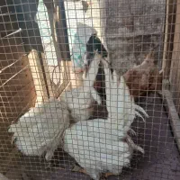 ۵ عدد مرغ خروس|حیوانات مزرعه|دشتابی, |دیوار