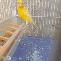 قناری سفید طلایی مست|پرنده|شیراز, کوشک میدان|دیوار