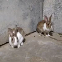 خرگوش