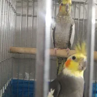 طوطی عروس نروماده