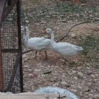 غاز