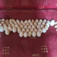 تخم بوقلمون