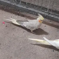 عروس هلندی و مرغ عشق|پرنده|پیرانشهر, |دیوار