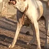 سگ نگهبان